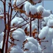 Algodão Pluma - download (4)