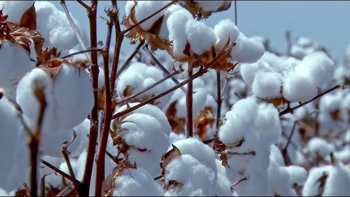 Algodão Pluma - download (4)